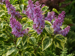 Šeřík AUCUBAEFOLIA -  kontejner