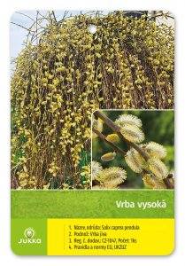Salix integra - HAKURO NISHIKI (Ko3L) keř KONT