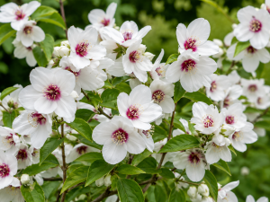 Pajazmín vencový (Philadelphus) - BELLE ETOILE