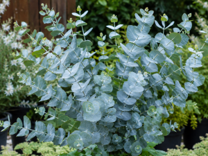 Eucalyptus - FRANCE BLEU