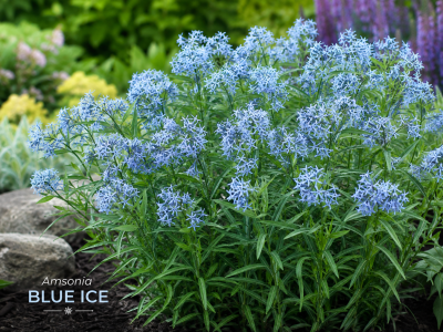 Amsonia BLUE ICE