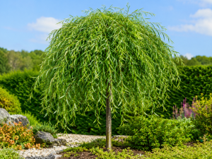 Vrba celolistá (Salix integra) - PENDULA 150 cm - kontejner