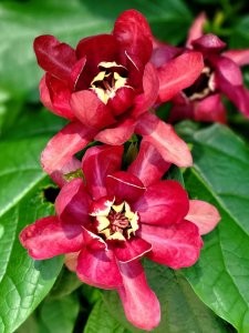 SAZANÍK KVĚTNATÝ (Calycanthus floridus)