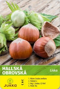 Líska keřová HALLSKÁ (60 - 80 cm)