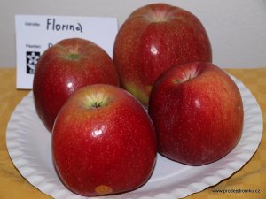 Jabloň FLORINA