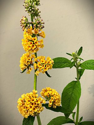 Motýlí keř - SUNGOLD