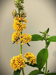 Motýlí keř - SUNGOLD