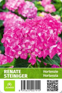 Hortenzie velkolistá - RENATE STEINIGER (C1,5L) kontejner