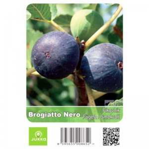 Figovník BROGIOTTO NERO