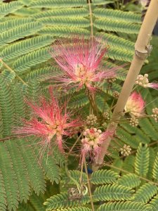 Albízia ružová 60 - 80 cm - kontajner