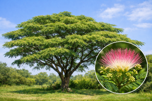 Albízia ružová 60 - 80 cm - kontajner