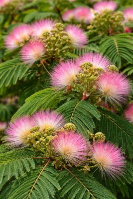 Albízia ružová 60 - 80 cm - kontajner