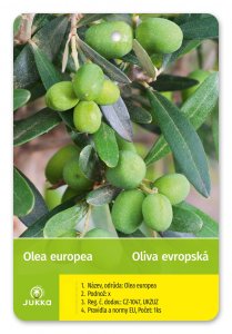 Olivovník evropský ASCOLANA - kontejner