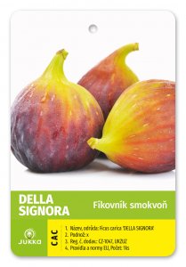 Figovník DELLA SIGNORA