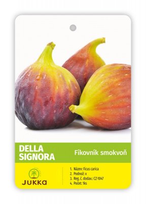 Figovník DELLA SIGNORA