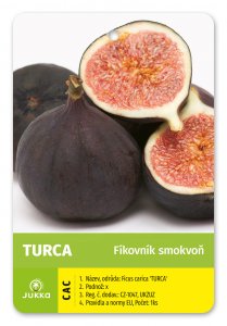 Figovník TURCA