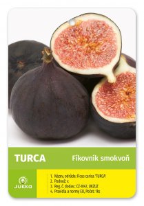 Figovník TURCA