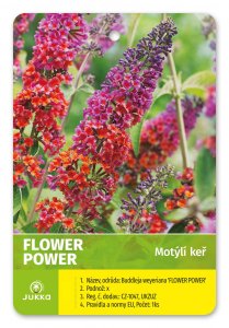 Budleja Dávidova - FLOWER POWER