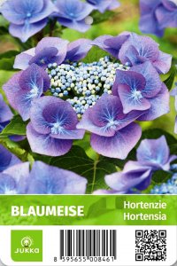 Hortenzie velkolistá - BLAUMEISE