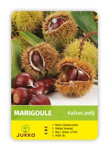 Kaštan jedlý - MARIGOULE