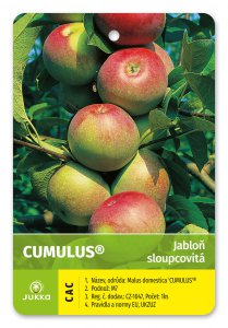 Jabloň stĺpovitá CUMULUS - kontajner