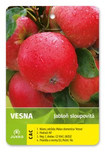 Jabloň sloupovitá VESNA - kontejner