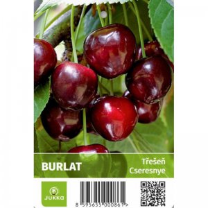 Čerešňa zakrpatená BURLAT - kontajner