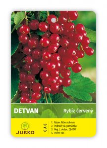 Rybíz stromkový červený - DETVAN