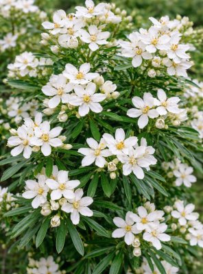 Choísia - WHITE DAZZLER LONDAZ®