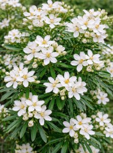 Choísia - WHITE DAZZLER LONDAZ®