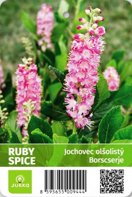 Jochovec olšolistý - RUBY SPICE C1,5L