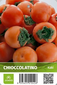 Kaki churma CHIOCCOLATINO - kontejner