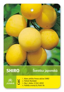 Japonská švestka SHIRO