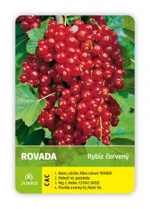 Ríbezľa stromčeková červená - ROVADA