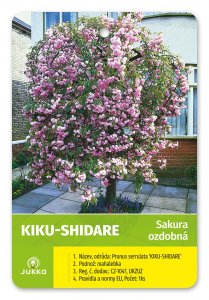 Sakura převislá - KIKU SHIDARE