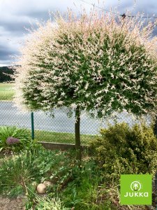 Vŕba japonská HAKURO NISHIKI 120 cm