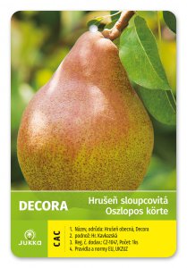 Hruška stĺpcovito rastúci DECORA - kontajner