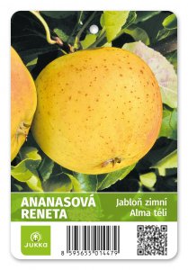 Jabloň ANANASOVÁ RENETA - kontajner