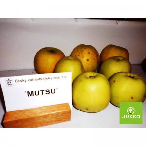 Jabloň MUTSU - kontejner