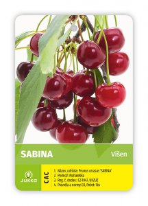 Višňa SABINA - kontajner