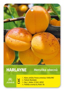 Marhuľa HARLAYNE - kontajner