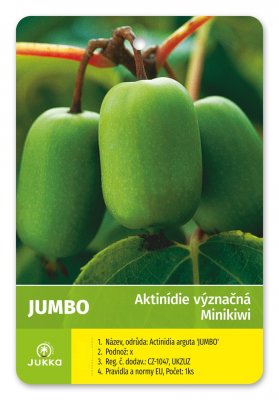 Kiwi JUMBO (A. arguta) nevesta