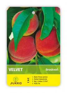 Broskvoň VELVET