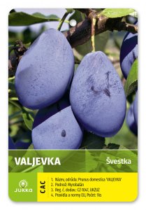 Slivka VALJEVKA