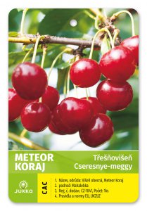 Čerešňovišňa METEOR KORAJ - kontajner