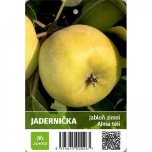 Jabloň JADERNIČKA MORAVSKÁ - kontajner