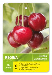 Čerešňa REGINA