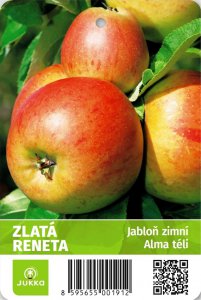Jabloň ZLATÁ RENETA - kontajner
